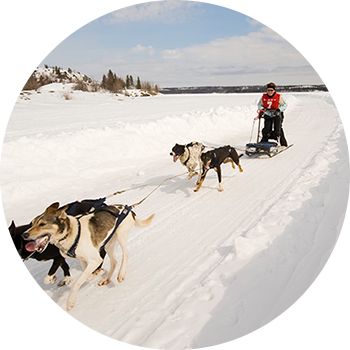 Woman dog sledding
